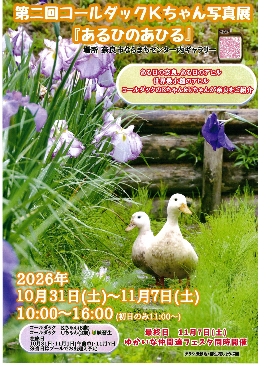 第二回コールダックKちゃん写真展「あるひのあひる」